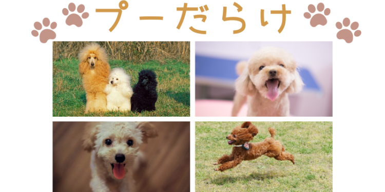 カワイイがいっぱい！ワンダーランド